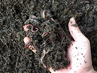 Function And Characteristic of Earthworm Manure