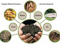 The Role of Soil Organic Matter