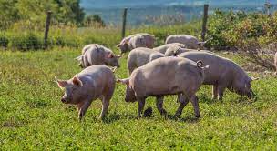 How much pig manure does a 10,000 pig farm produce every day?