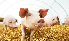 How to deal with 10,000 pig farm waste?