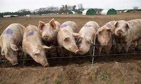 What should be paid attention to when fermenting pig manure?